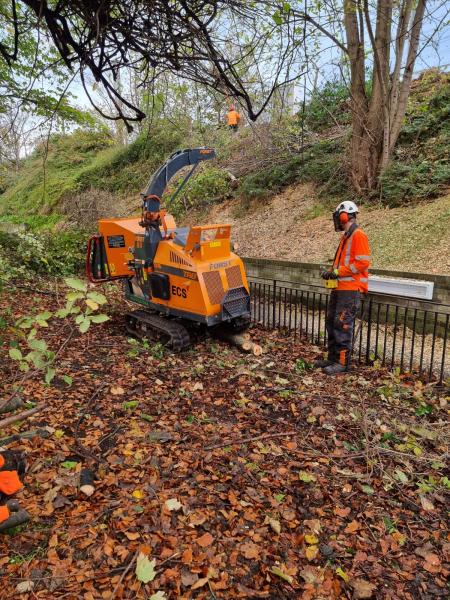 Tree Removal Glasgow Gallery Main Photo